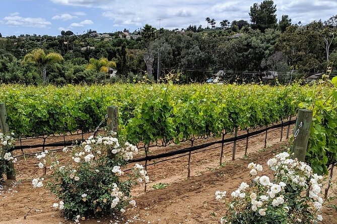 Chauffeured Adventure to Local San Diego Vineyards - The grape-on-the-vine moment and why it’s more fun than it sounds