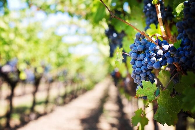 Chauffeured Adventure to Local San Diego Vineyards - Food and wine pairing: what’s included and how it works