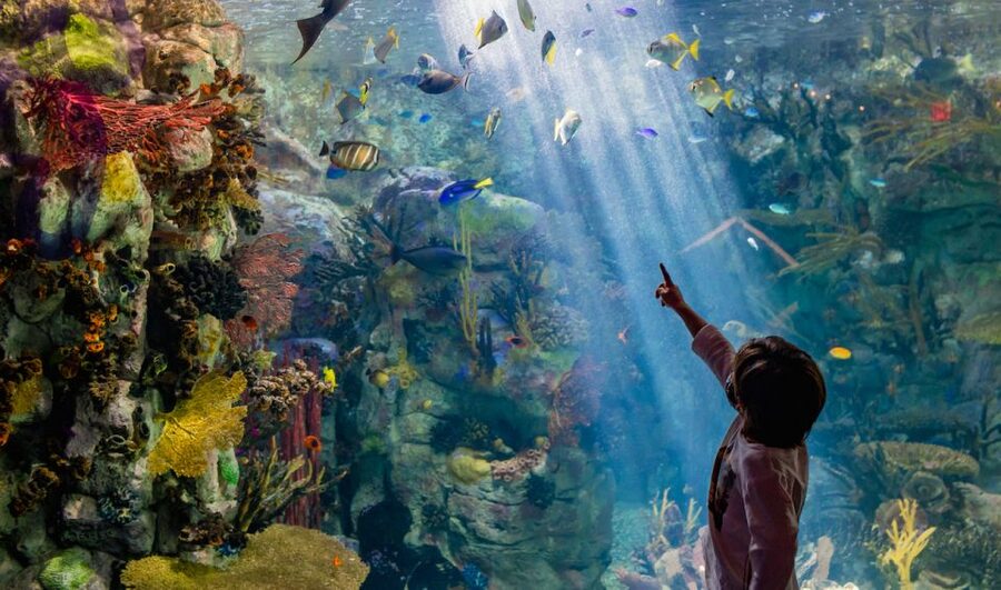 San Diego: CityPASS® Save up to 46% at Must-See Attractions - A Simple 9-Day Pace That Avoids Burnout