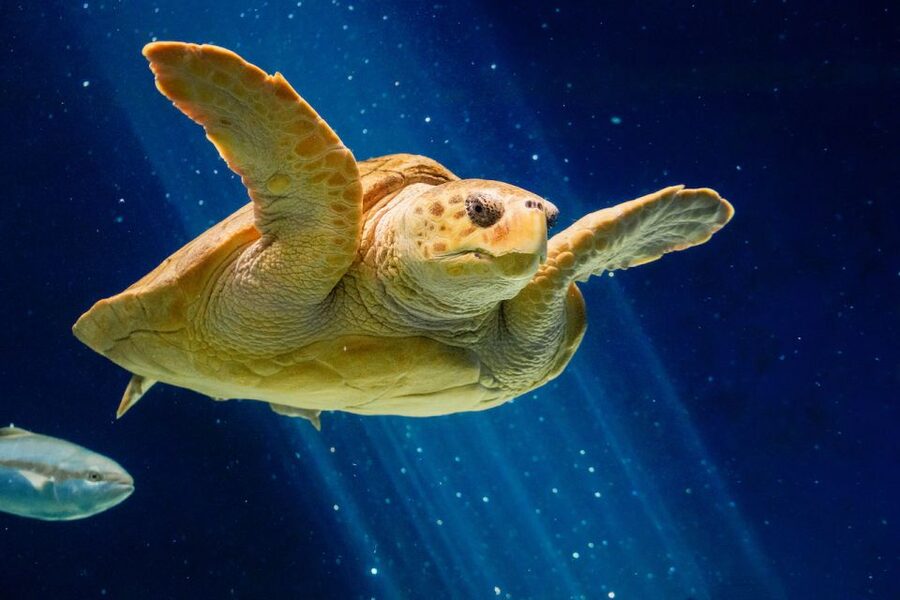 San Diego: CityPASS® Save up to 46% at Must-See Attractions - Aquarium, Maritime Museum, and Old Town Trolley for Easy Self-Guided Hours
