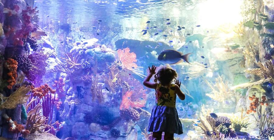 San Diego Pass Plus: 50+ Attractions - Includes LEGOLAND® - Animal day: San Diego Zoo and Zoo Safari Park planning